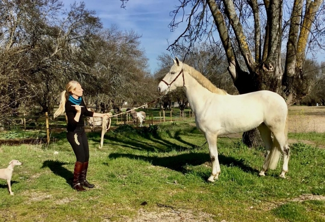  - Vikinga Sales & Breeding