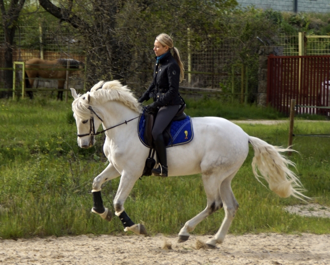  - Vikinga Sales & Breeding