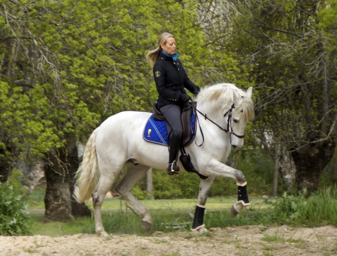  - Vikinga Sales & Breeding