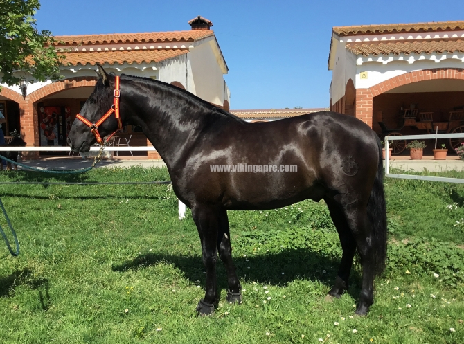  - Vikinga Sales & Breeding