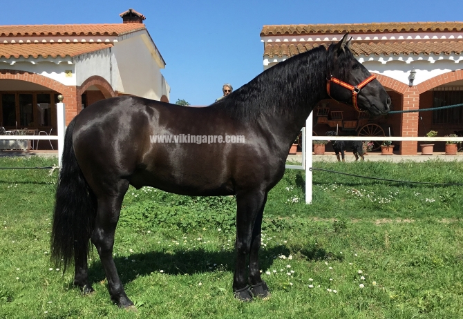  - Vikinga Sales & Breeding