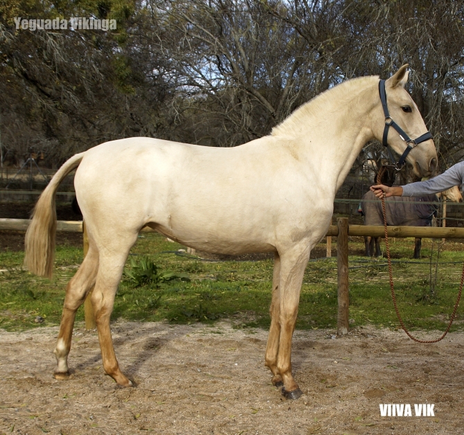  - Vikinga Sales & Breeding