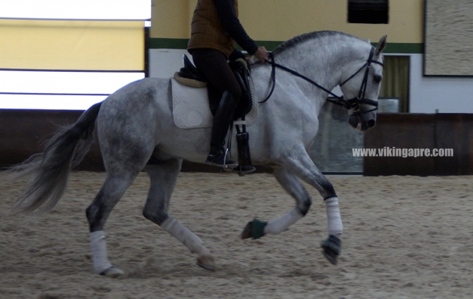  - Vikinga Sales & Breeding