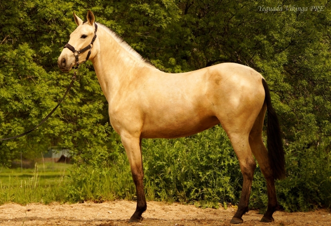  - Vikinga Sales & Breeding