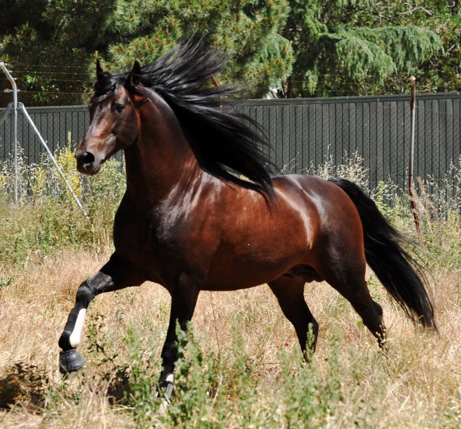 DONOSO VII - Calificado  FEI dressage  PRE Champion - Vikinga Sales & Breeding