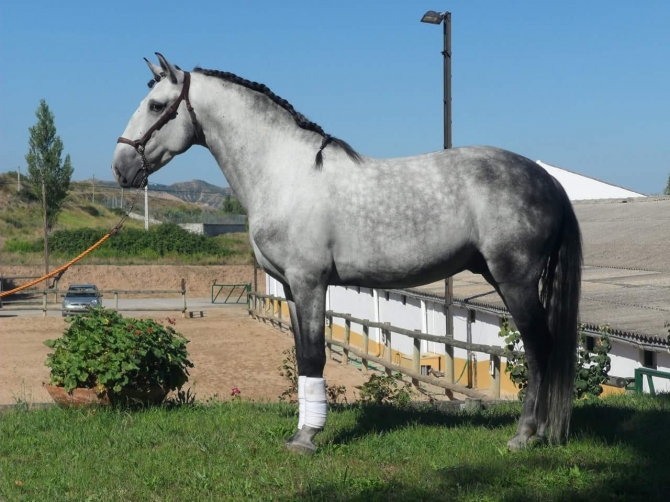  - Vikinga Sales & Breeding