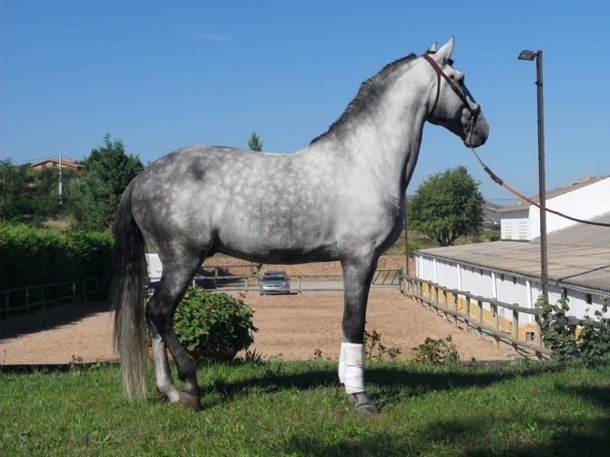  - Vikinga Sales & Breeding