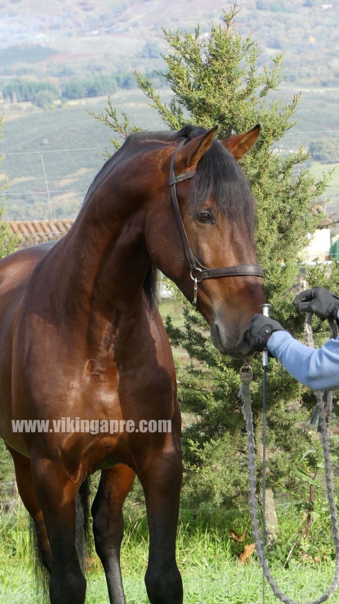  - Vikinga Sales & Breeding