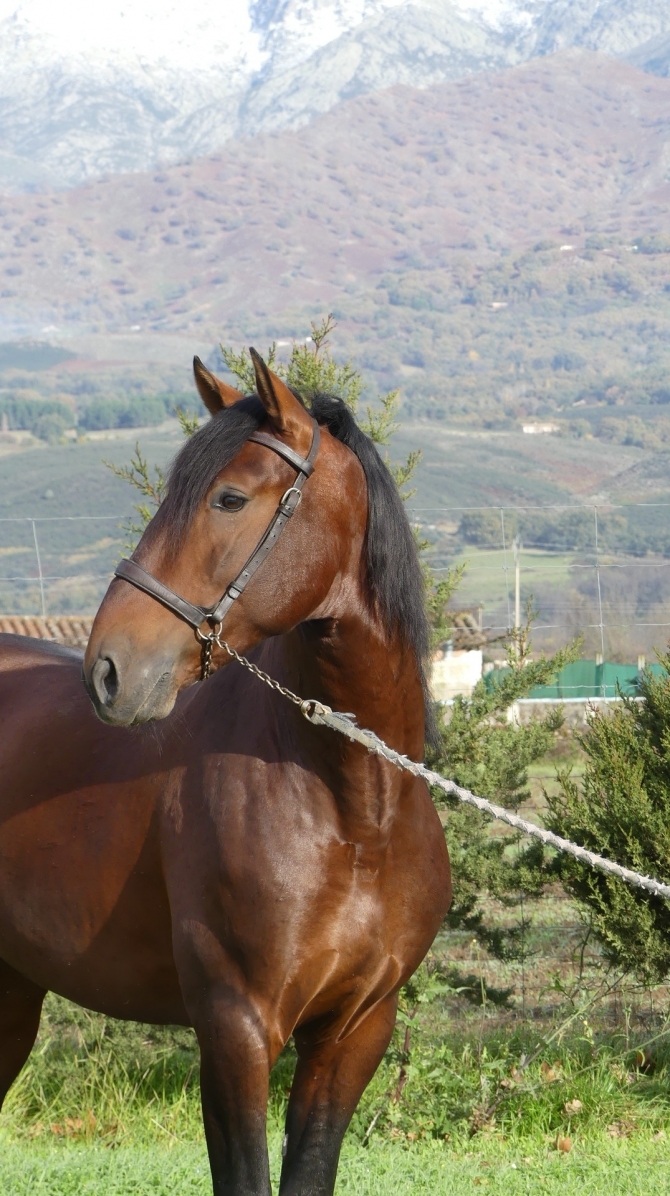  - Vikinga Sales & Breeding