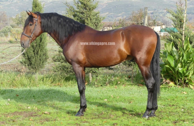  - Vikinga Sales & Breeding