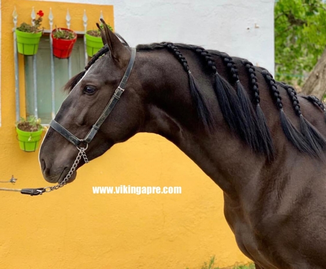  - Vikinga Sales & Breeding