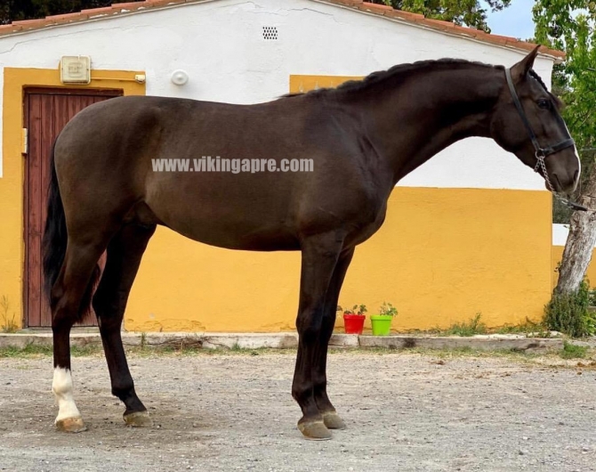  - Vikinga Sales & Breeding