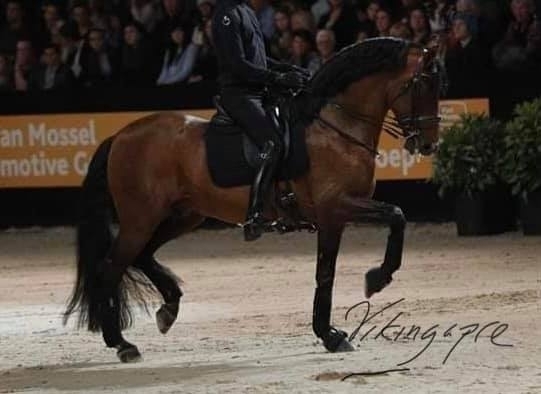  - Vikinga Sales & Breeding