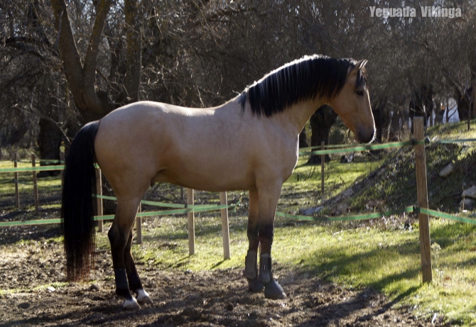  - Vikinga Sales & Breeding