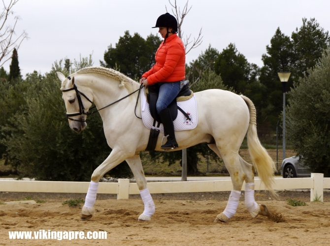  - Vikinga Sales & Breeding