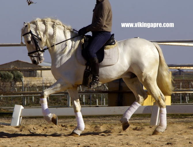  - Vikinga Sales & Breeding