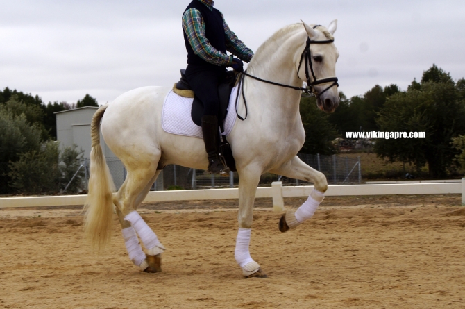  - Vikinga Sales & Breeding