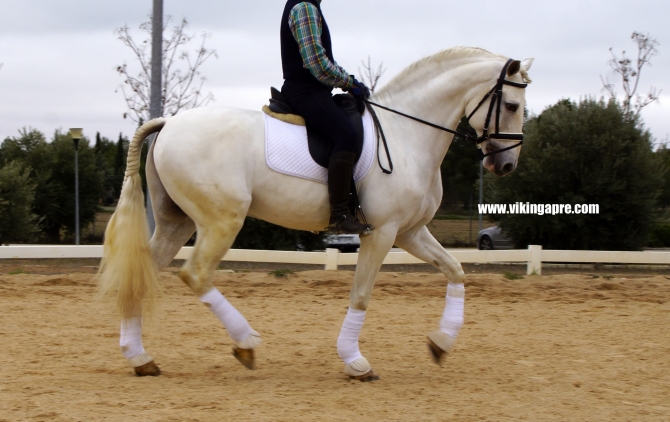  - Vikinga Sales & Breeding