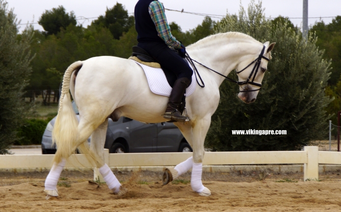  - Vikinga Sales & Breeding