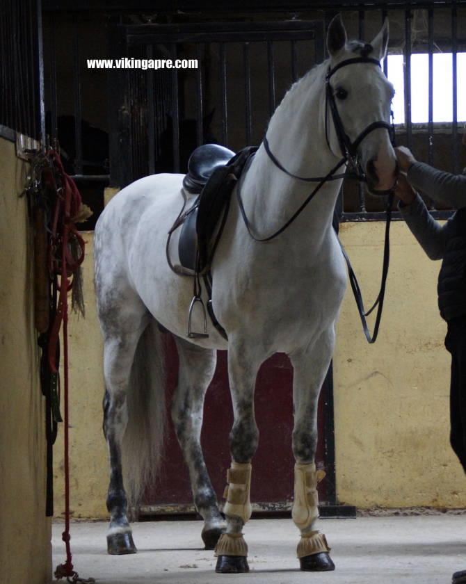  - Vikinga Sales & Breeding