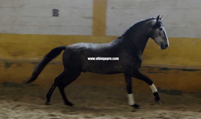  - Vikinga Sales & Breeding