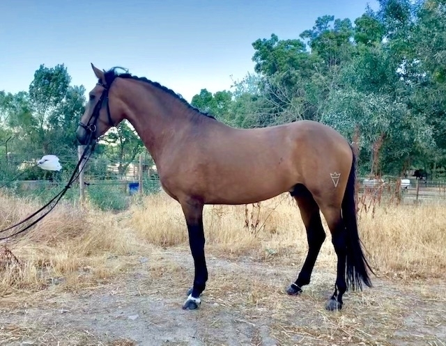  - Vikinga Sales & Breeding