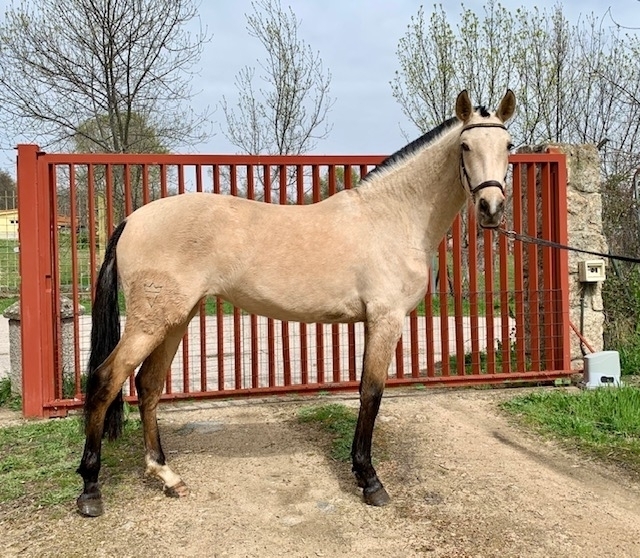  - Vikinga Sales & Breeding