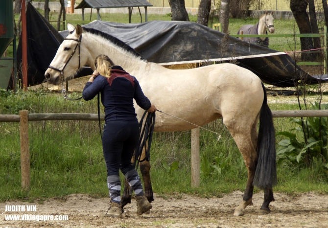  - Vikinga Sales & Breeding