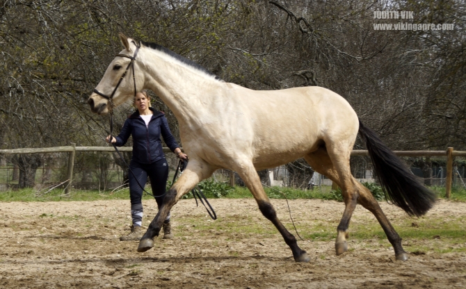  - Vikinga Sales & Breeding