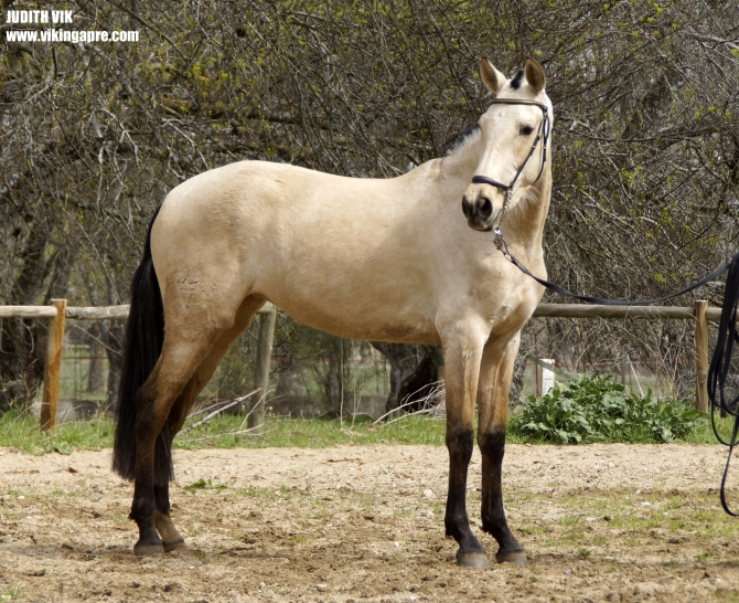  - Vikinga Sales & Breeding