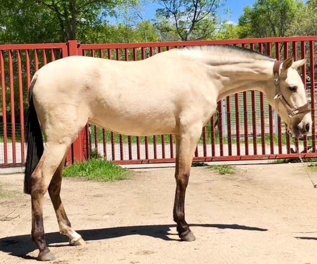  - Vikinga Sales & Breeding