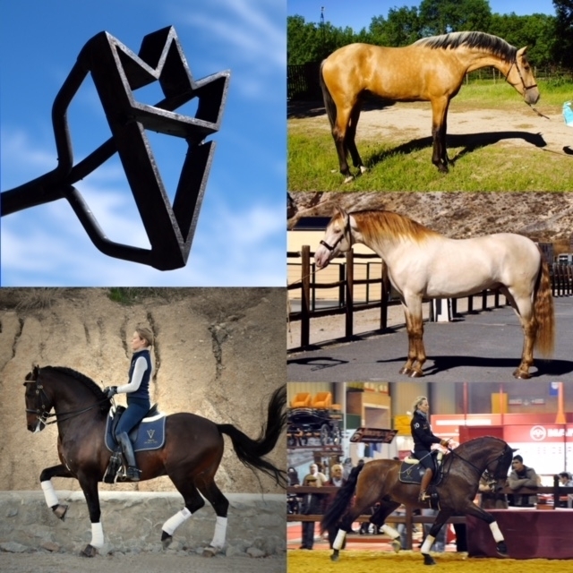 5 top studs on our Worldwide Breedingprogram!! - Vikinga Sales & Breeding