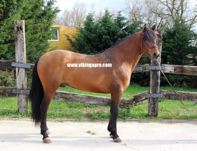  - Vikinga Sales & Breeding