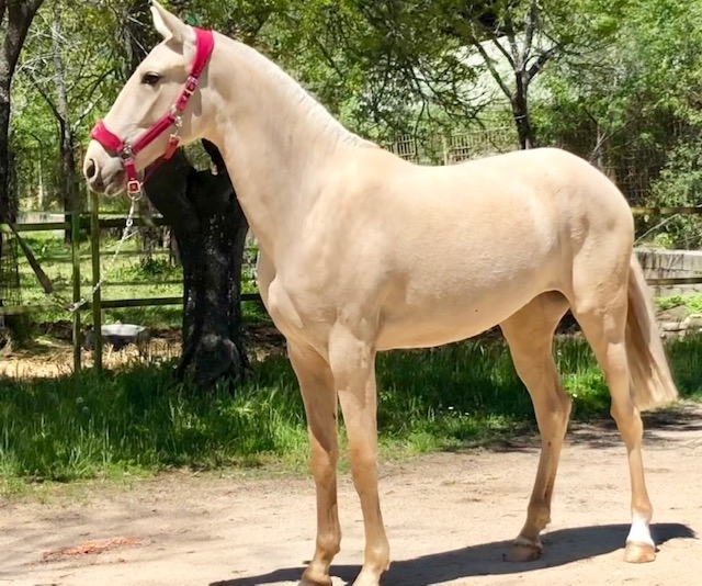  - Vikinga Sales & Breeding