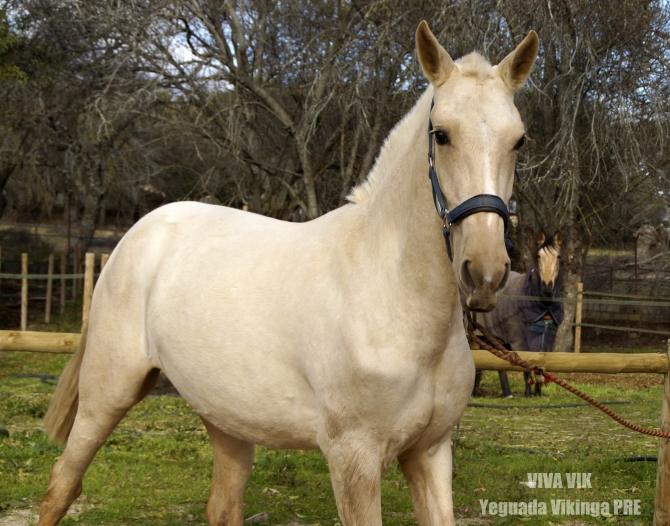  - Vikinga Sales & Breeding