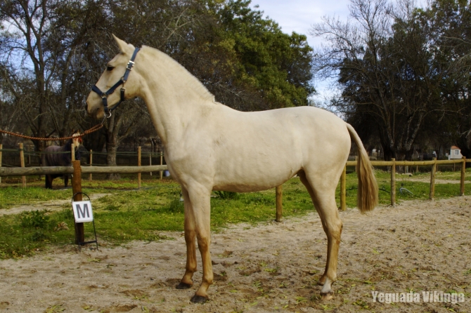  - Vikinga Sales & Breeding