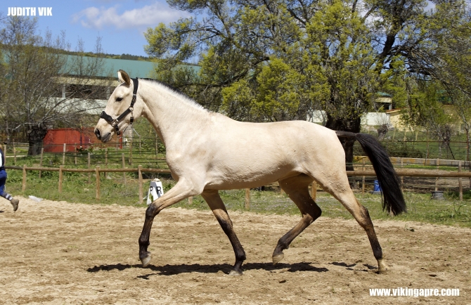  - Vikinga Sales & Breeding