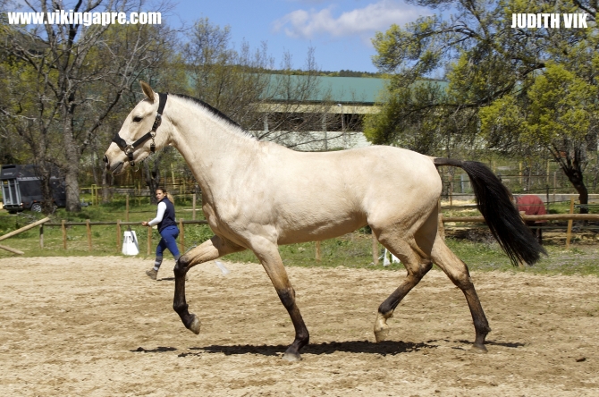  - Vikinga Sales & Breeding