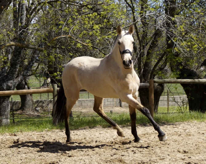  - Vikinga Sales & Breeding