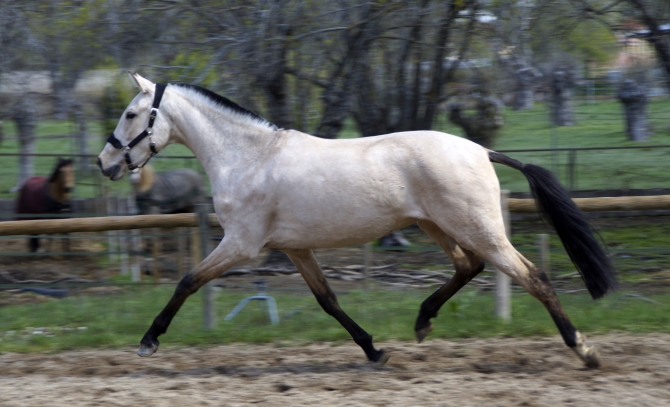  - Vikinga Sales & Breeding