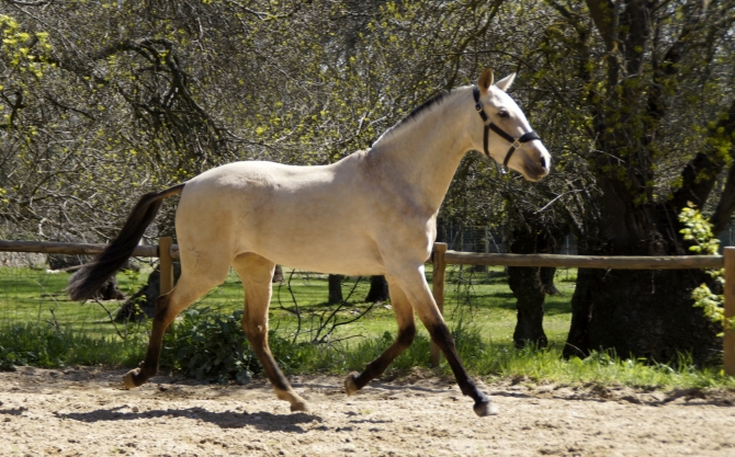  - Vikinga Sales & Breeding