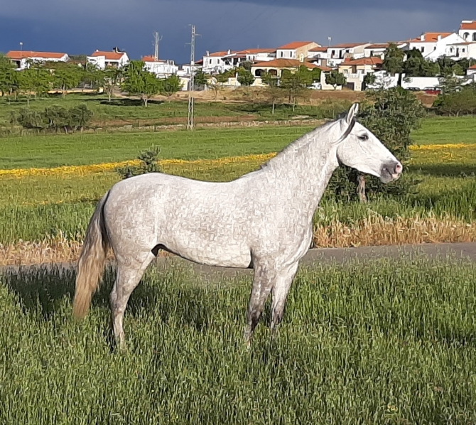  - Vikinga Sales & Breeding