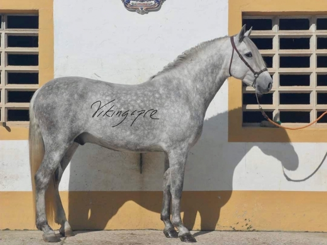  - Vikinga Sales & Breeding