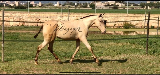  - Vikinga Sales & Breeding