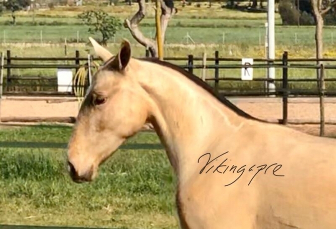  - Vikinga Sales & Breeding