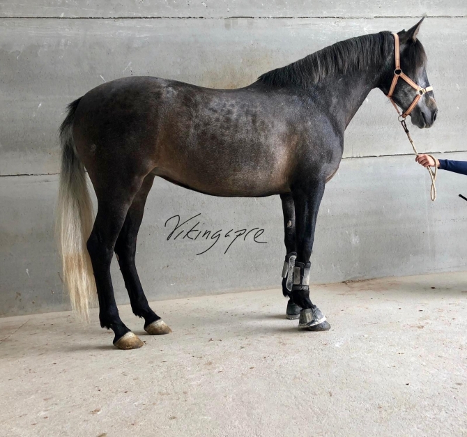  - Vikinga Sales & Breeding