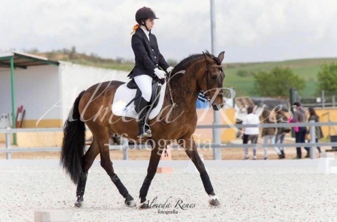  - Vikinga Sales & Breeding