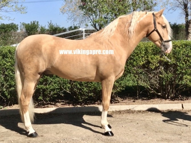  - Vikinga Sales & Breeding