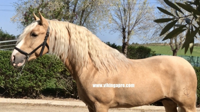  - Vikinga Sales & Breeding