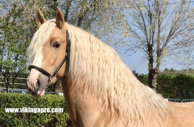  - Vikinga Sales & Breeding